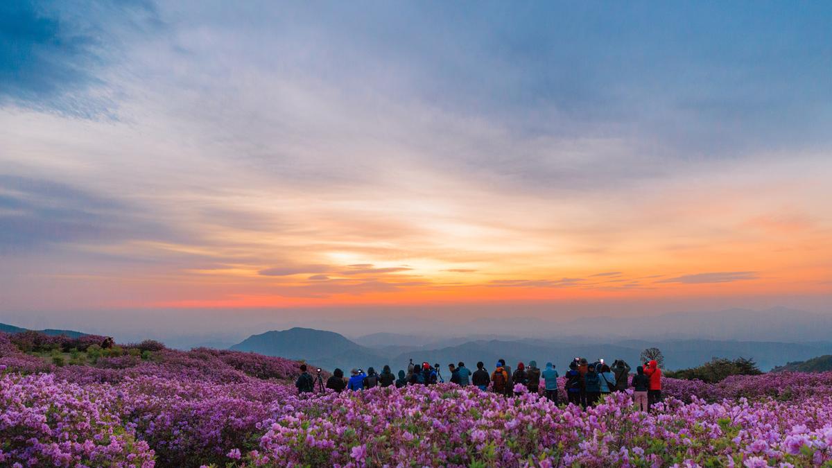 황매산 철쭉 스케치