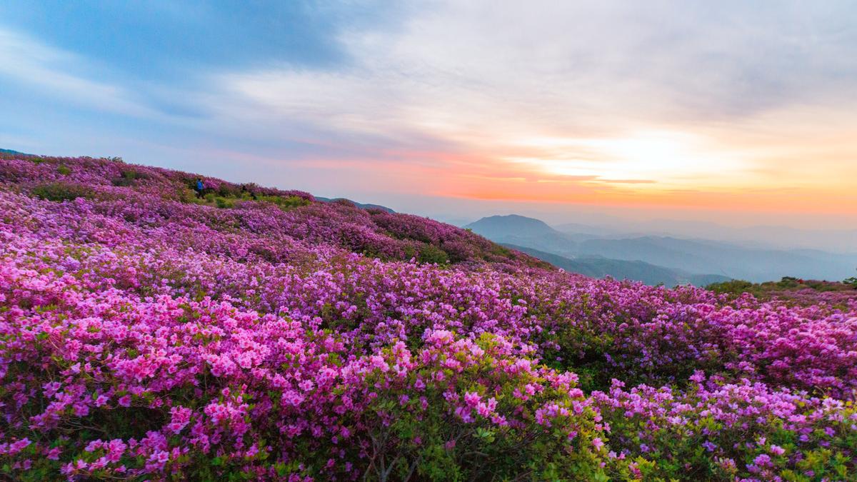 황매산 철쭉 스케치