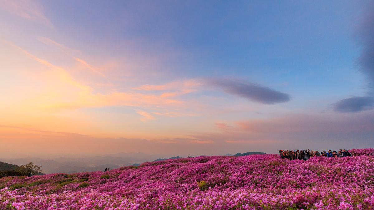 황매산 철쭉 스케치