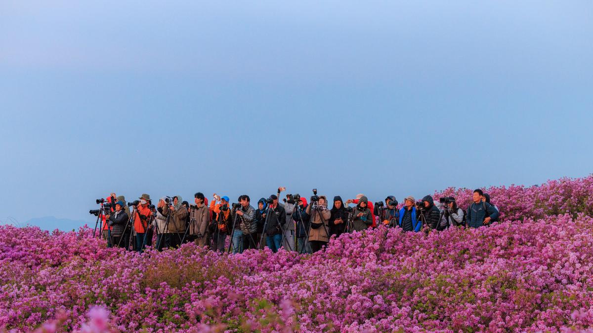 황매산 철쭉 스케치