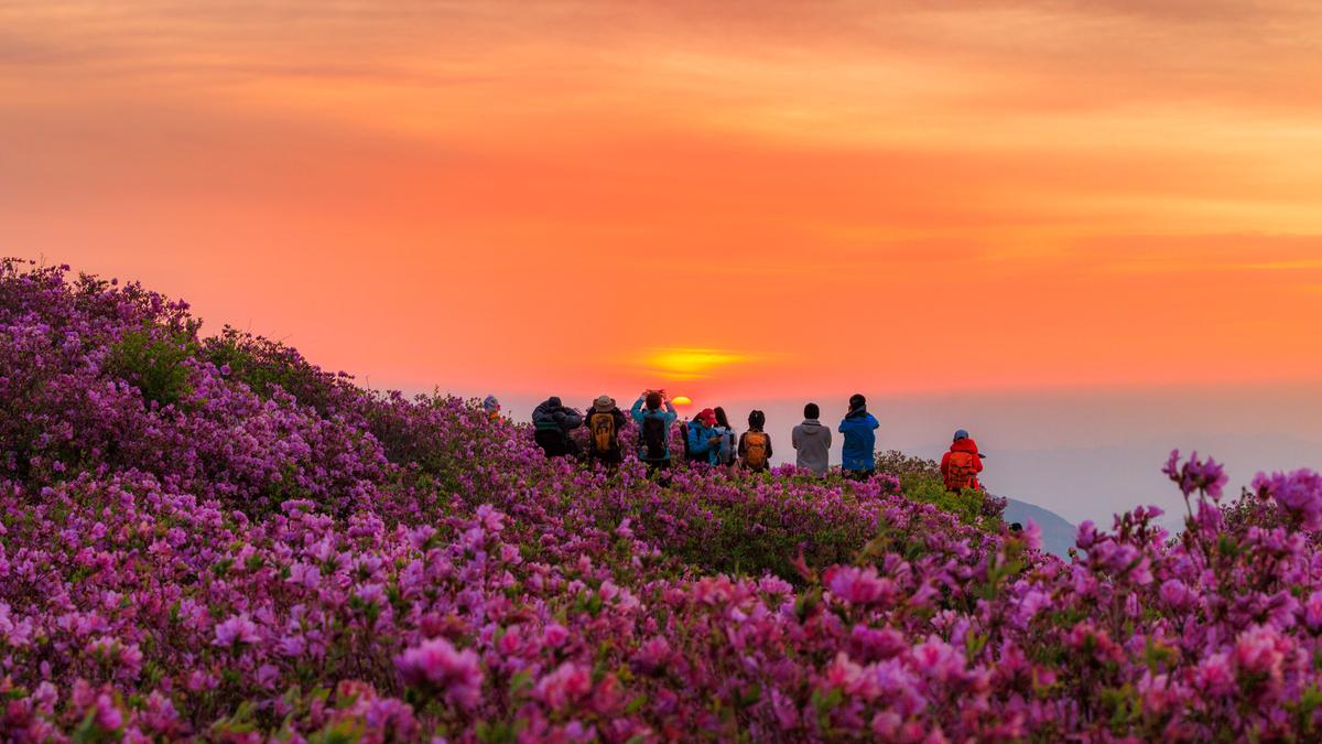 황매산 철쭉 스케치
