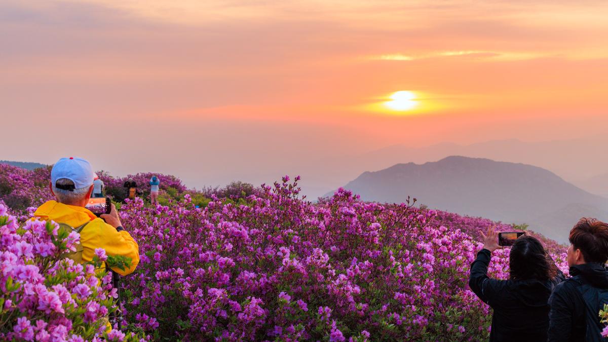 황매산 철쭉 스케치