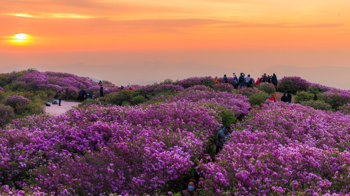 황매산 철쭉 스케치