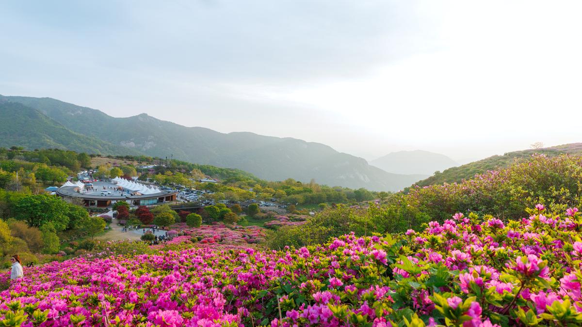 황매산 철쭉 스케치