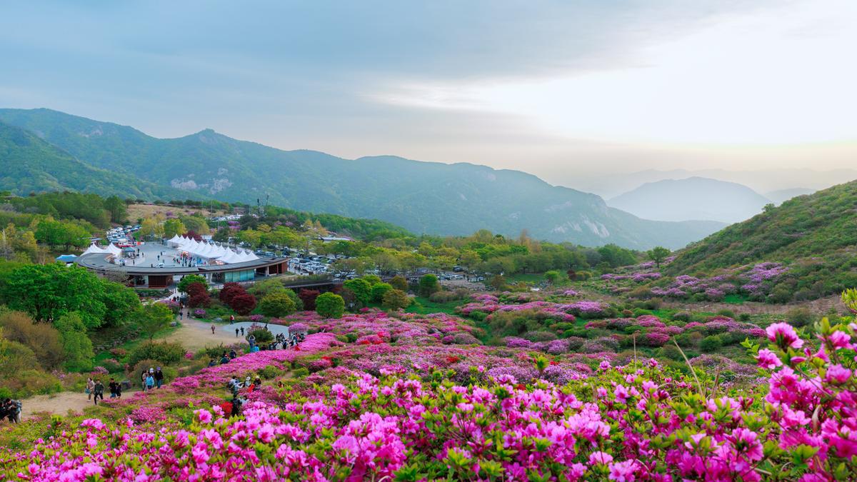 황매산 철쭉 스케치