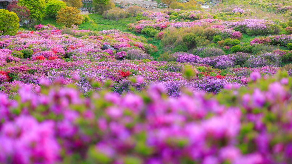 황매산 철쭉 스케치
