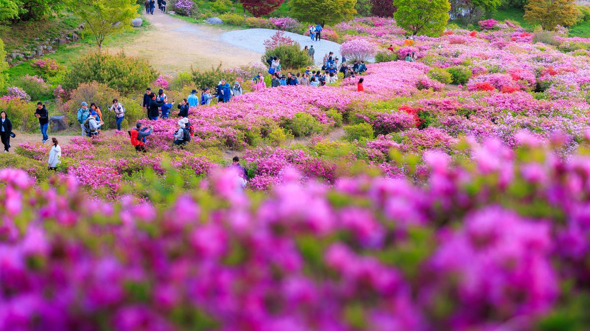 황매산 철쭉 스케치