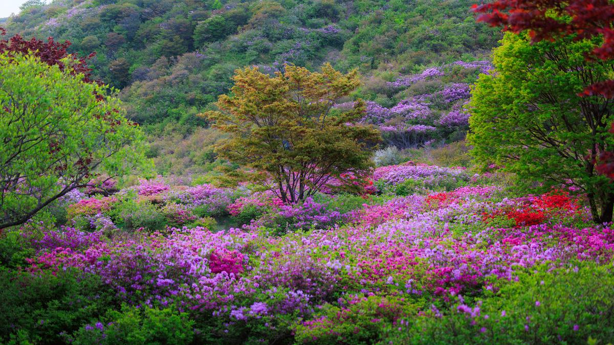 황매산 철쭉 스케치