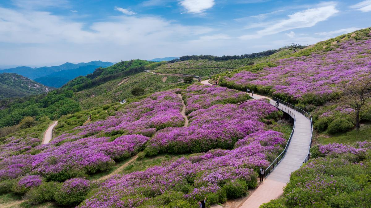 황매산 철쭉 스케치