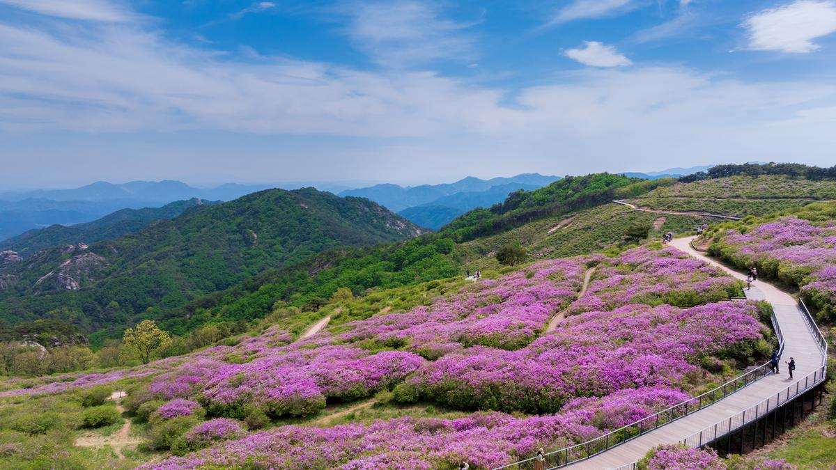 황매산 철쭉 스케치