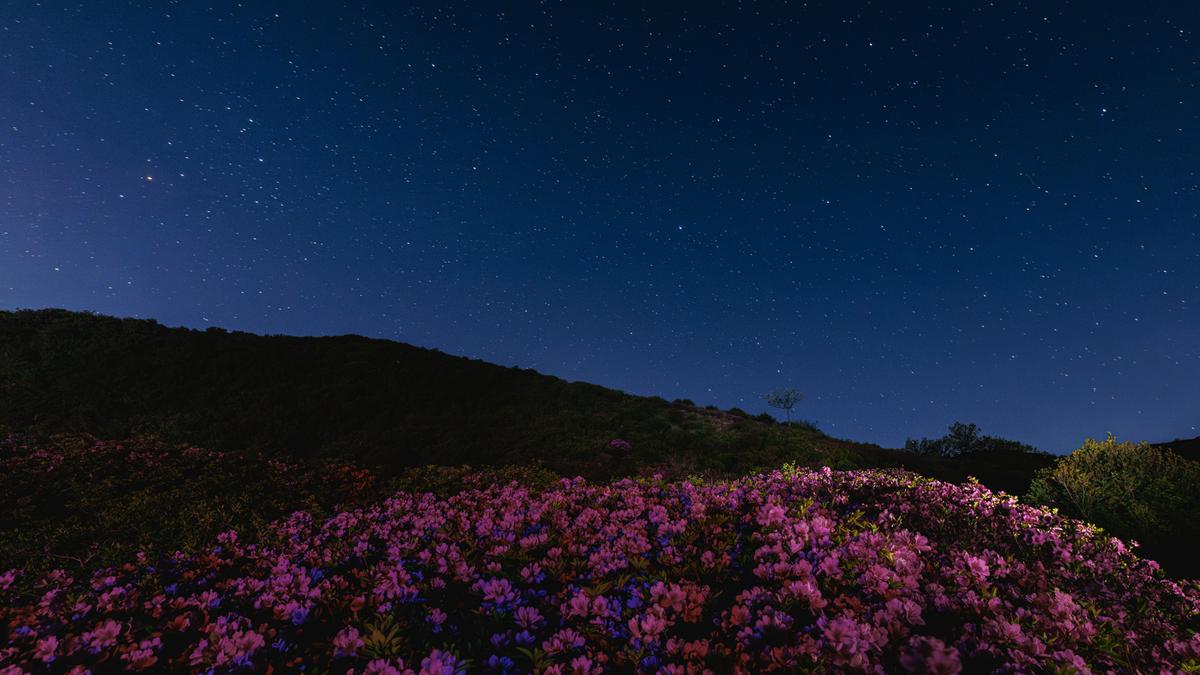 황매산 철쭉 스케치