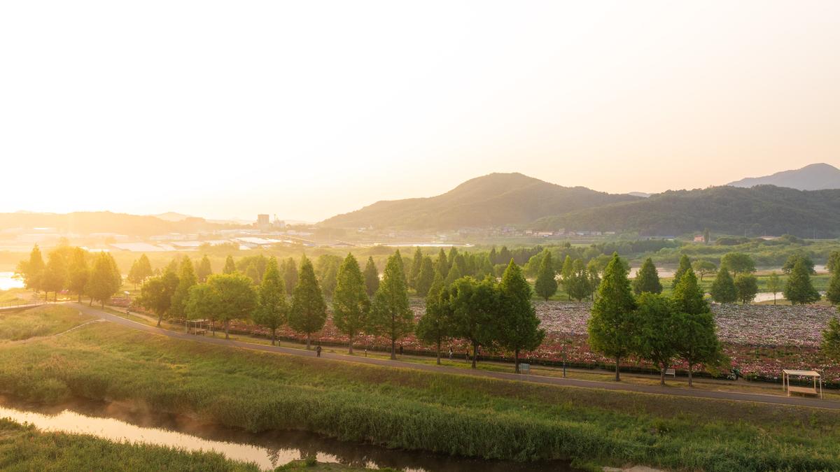 합천군 작약 스케치