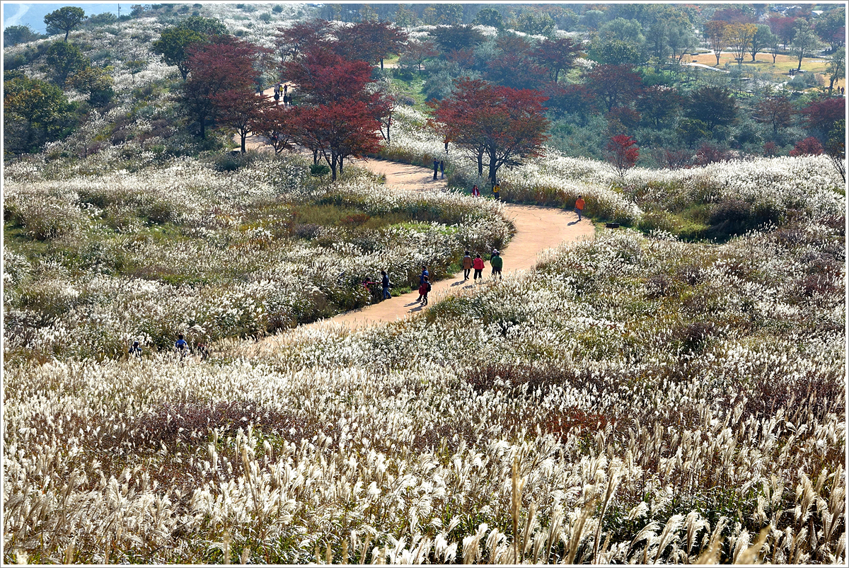 황매산 억새 모음2