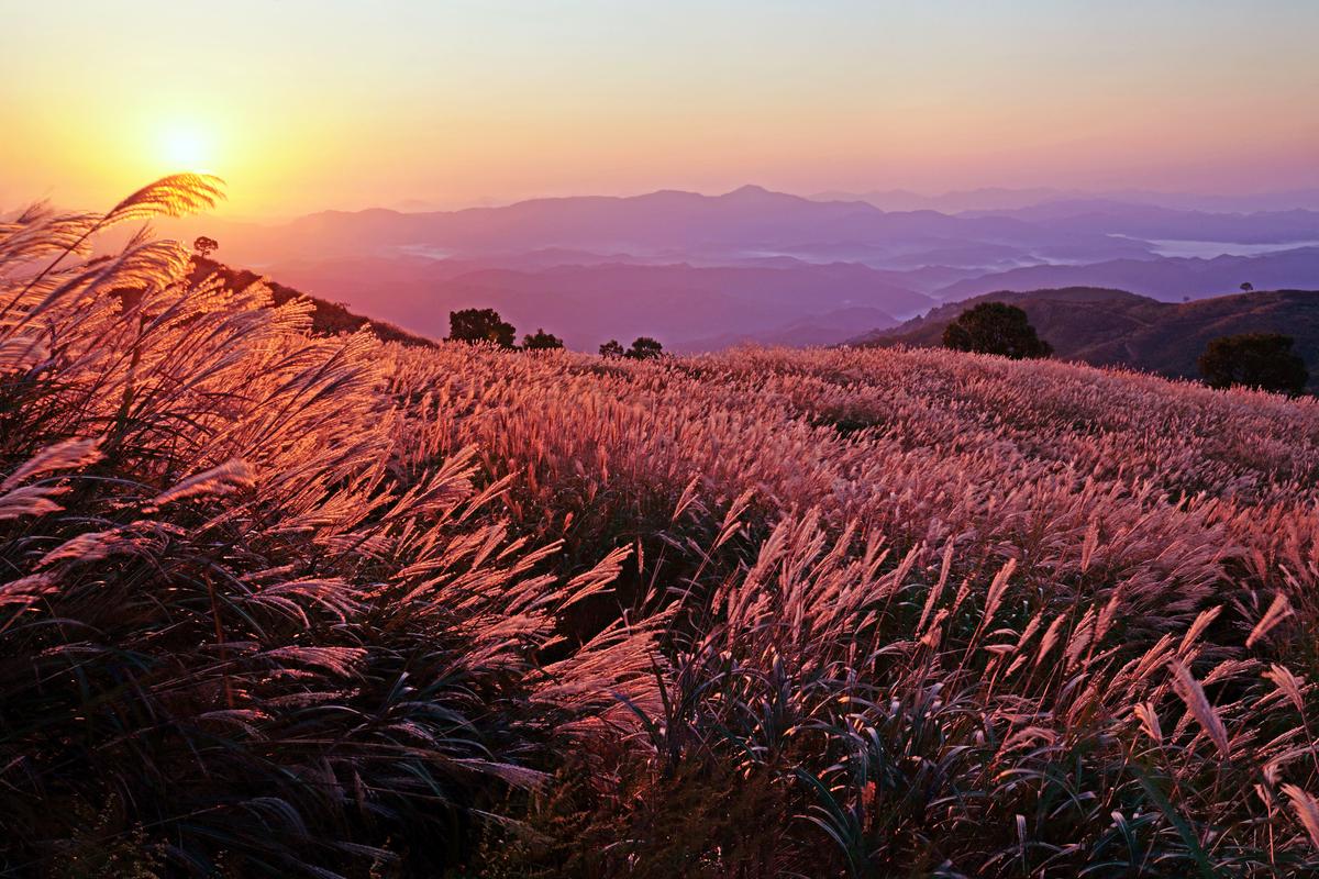 황매산 억새 모음2