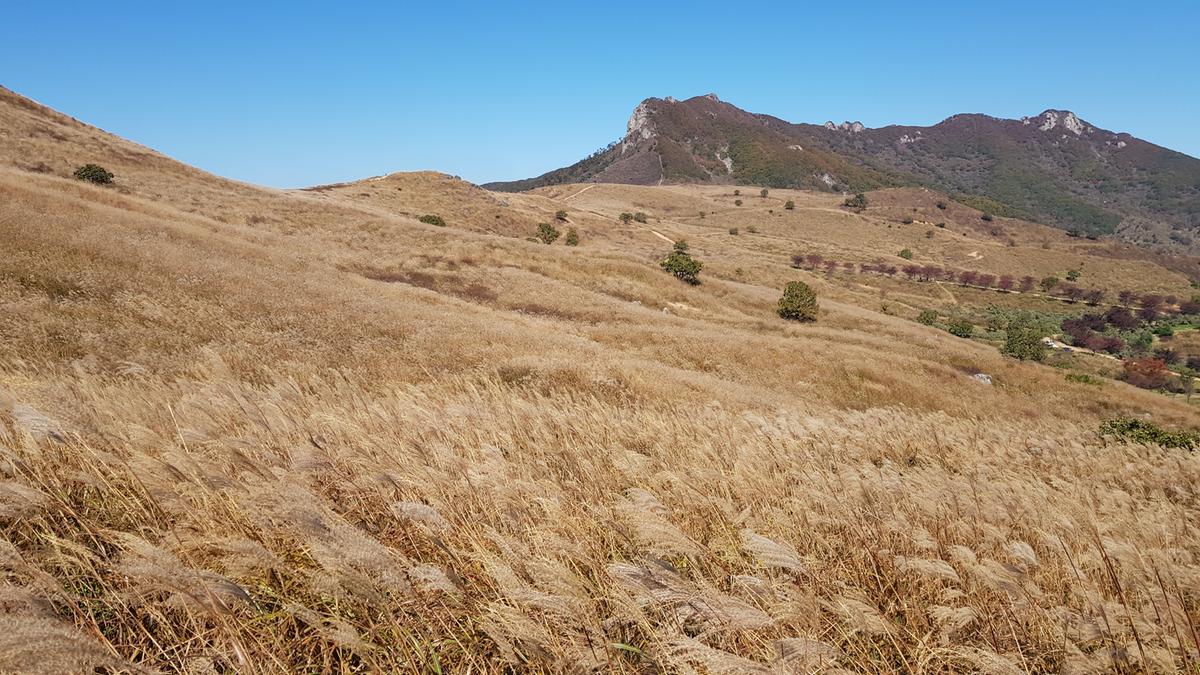 황매산 억새 모음2