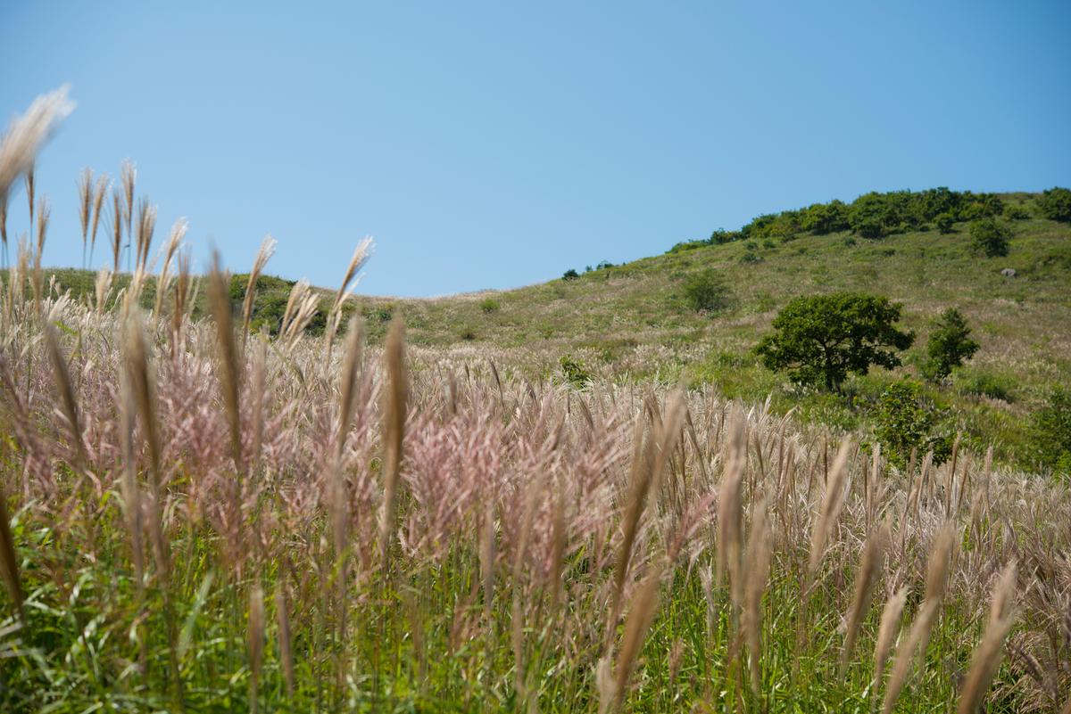 황매산 억새 모음2