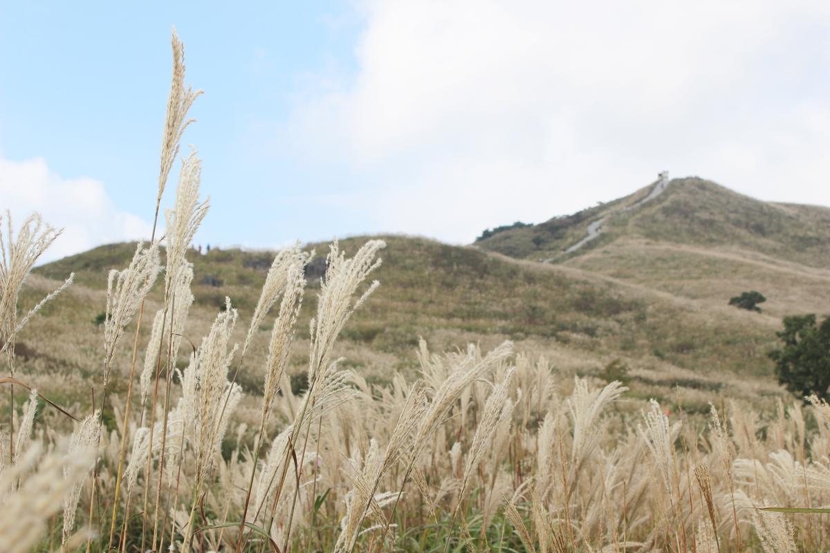 황매산 억새 모음3