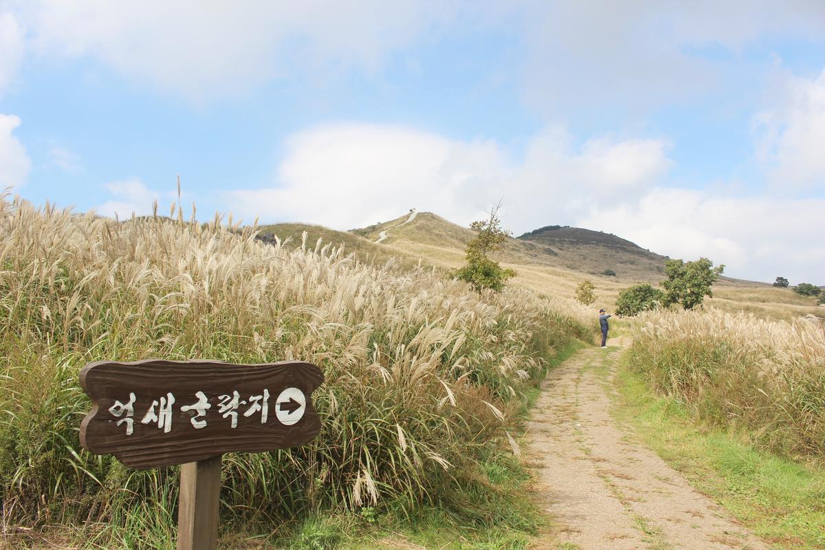 황매산 억새 모음3