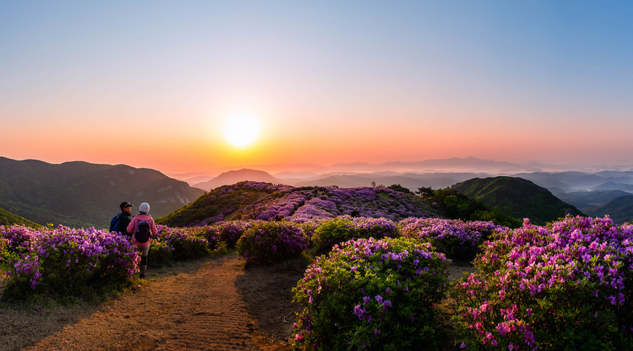 황매산 철쭉