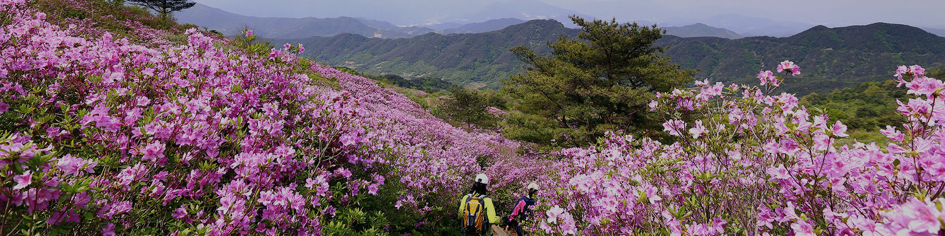 황매산군립공원