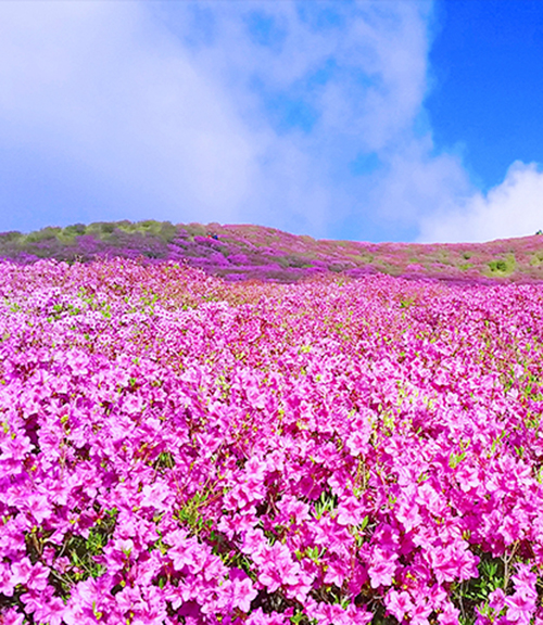 황매산 철쭉