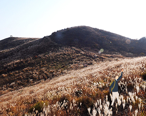 황매산 억새