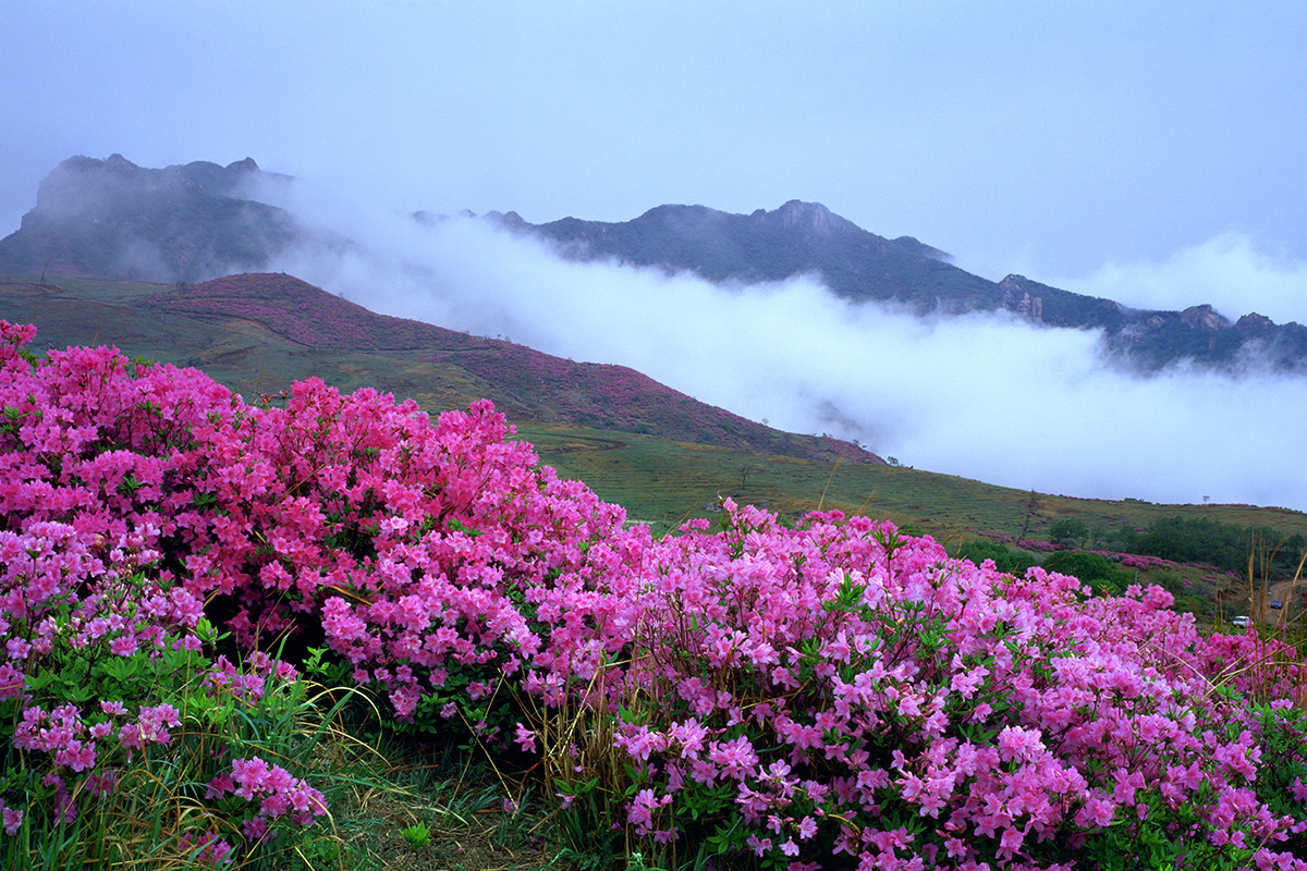 황매산 철쭉