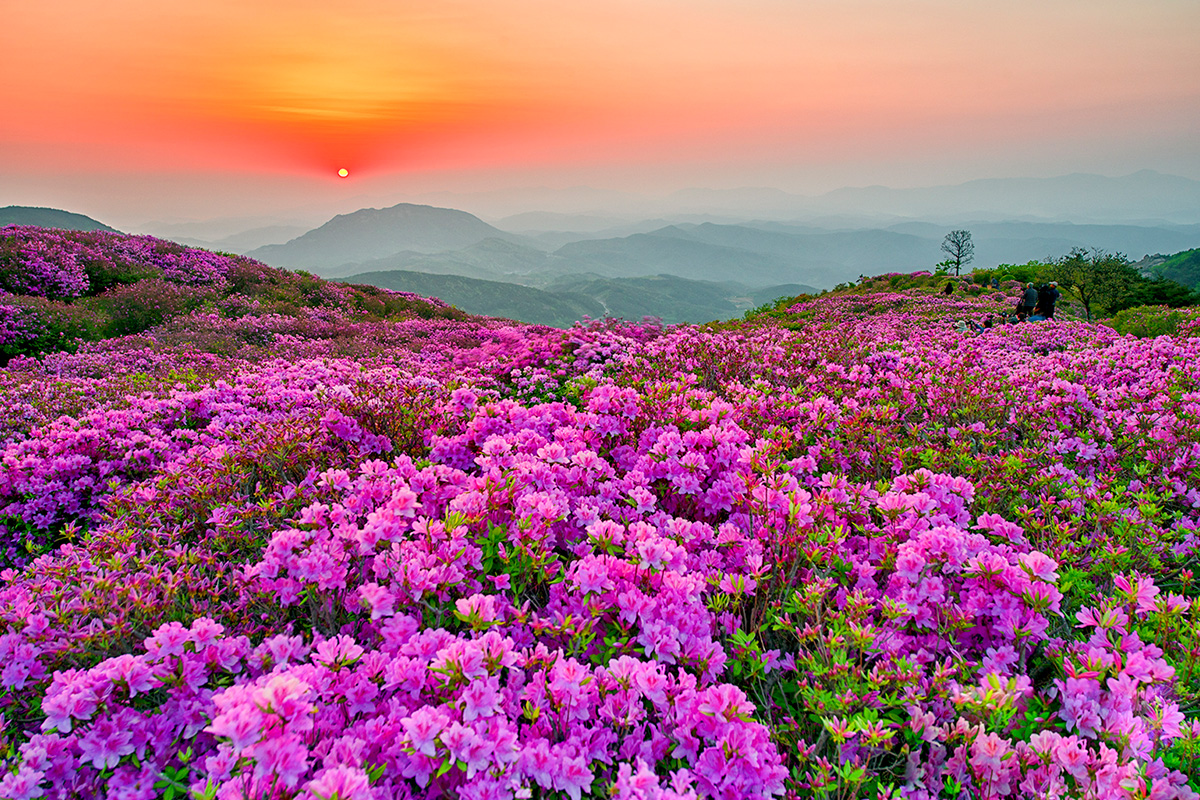 황매산 철쭉