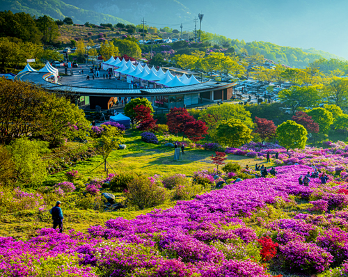 황매산철쭉 공원