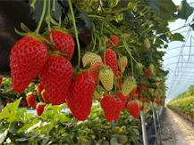 블루오션팜농장 딸기