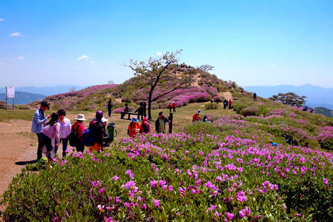 황매산철쭉제