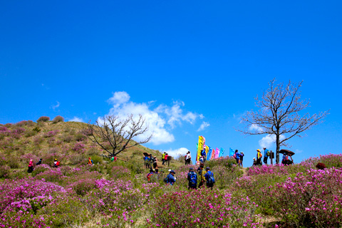 황매산철쭉제