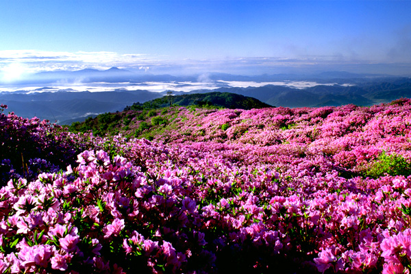황매산 봄