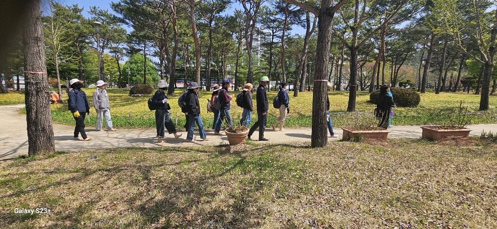 황강 소나무길 맨발로 걷다