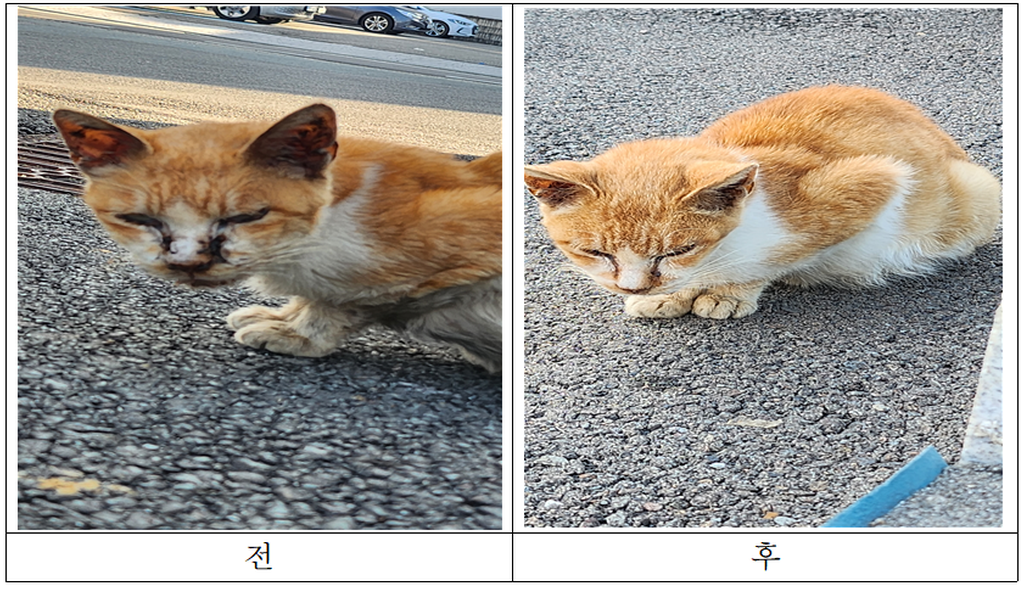 길냥이의 변화입니다.