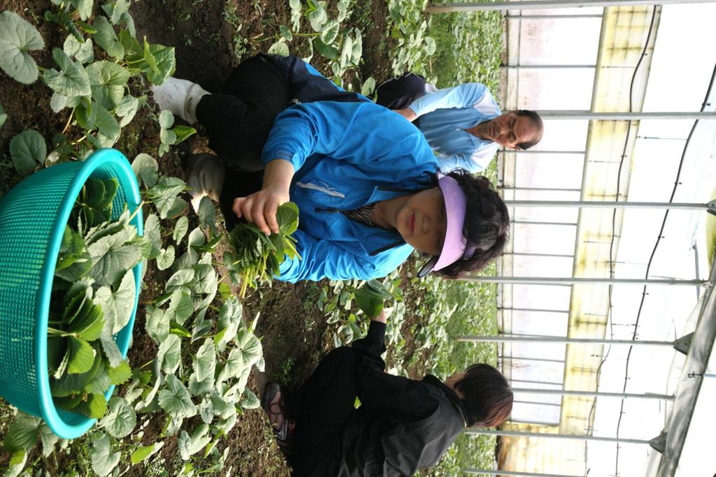 묘산면곰취나물수확