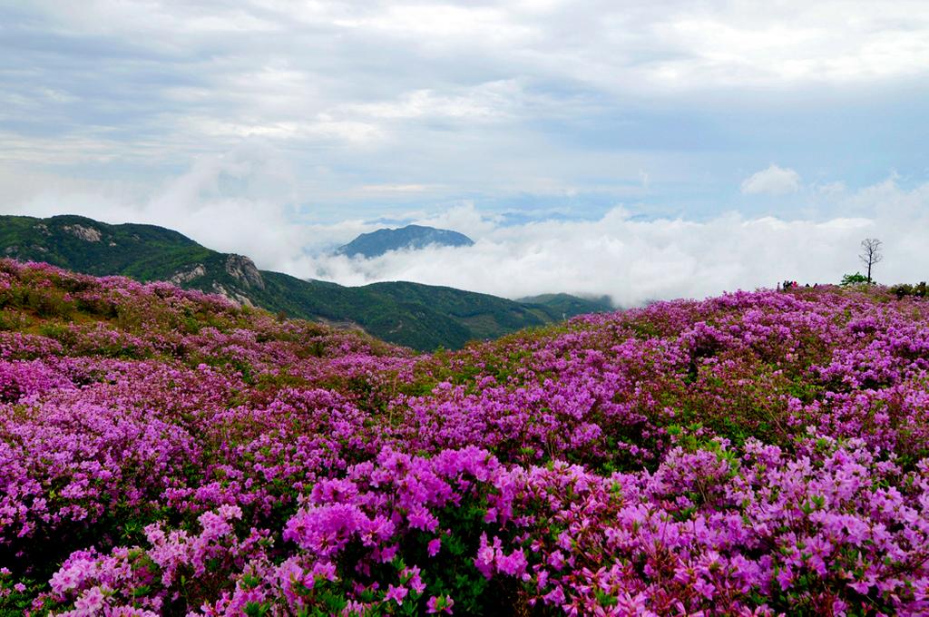 - 제17회 황매산철쭉제 5.14 ~ 5.24 개최