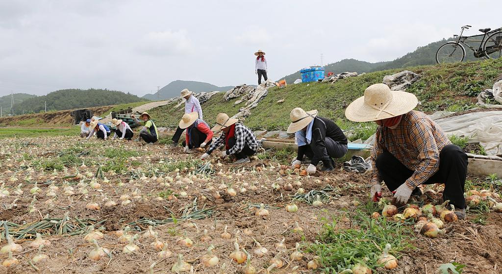 합천군 공무원, 농촌일손돕기 구슬땀