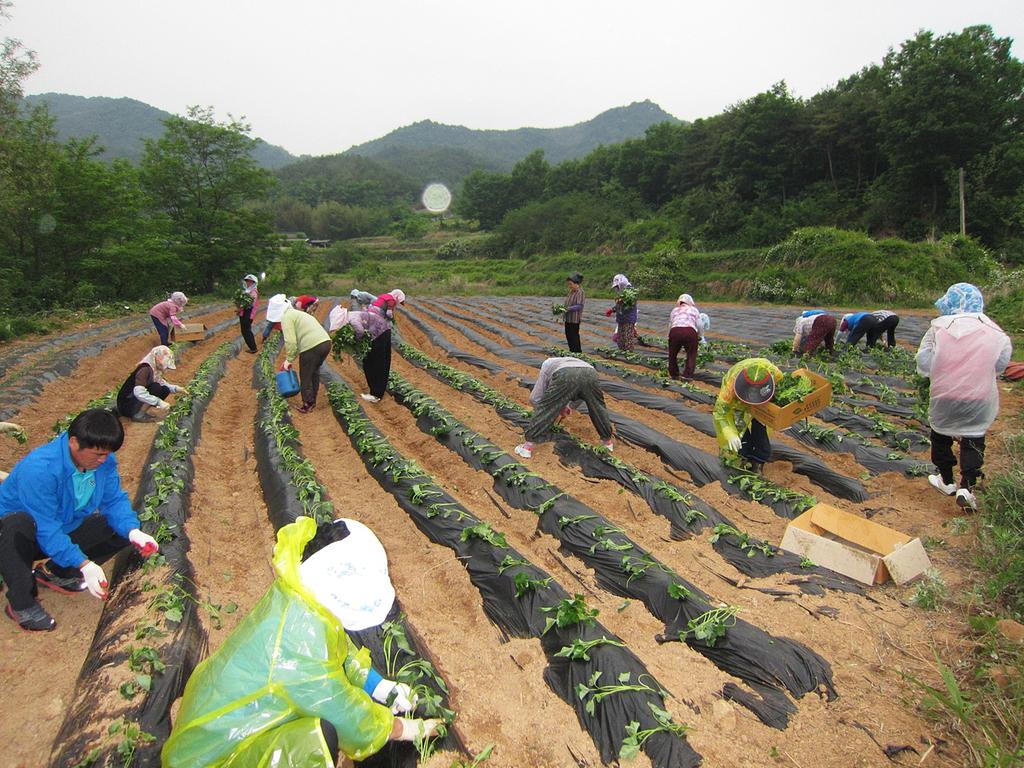 합천읍 주민자치위원, 고구마 심기 