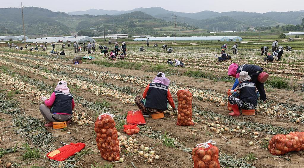 합천군, “일손 모자란 농가 도와 드립니다”  
