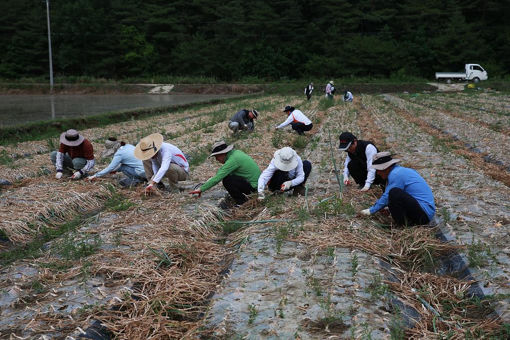  합천군 공무원, 농촌일손돕기 구슬땀