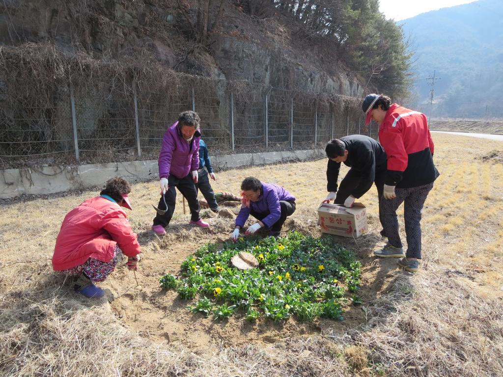 아름다운 덕곡면만들기 봄꽃식재운동 전개