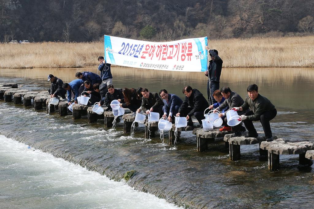 합천군 황강 은어치어 방류