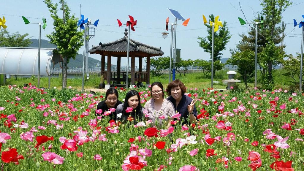 관상용 꽃양귀비의 화려한 외출