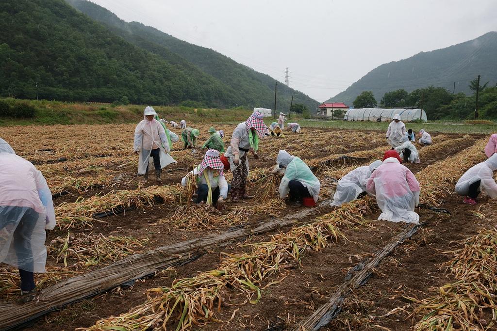 합천군 여성단체협의회 농촌일손돕기 지원에 나서