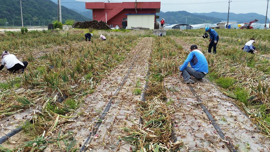 율곡면, 농촌일손돕기 왔어요~