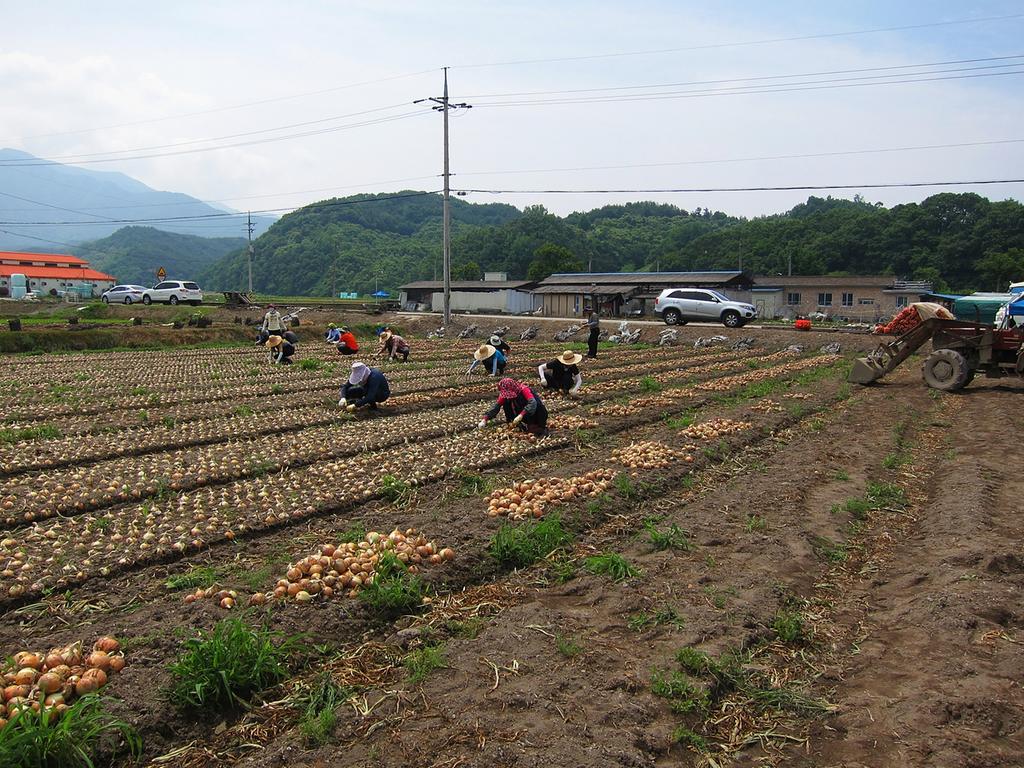 경남도청 공무원 합천에서 농촌일손돕기 구슬땀