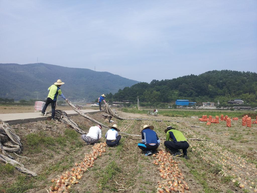 덕곡면 공무원 어려운 농가 일손돕기 구슬땀