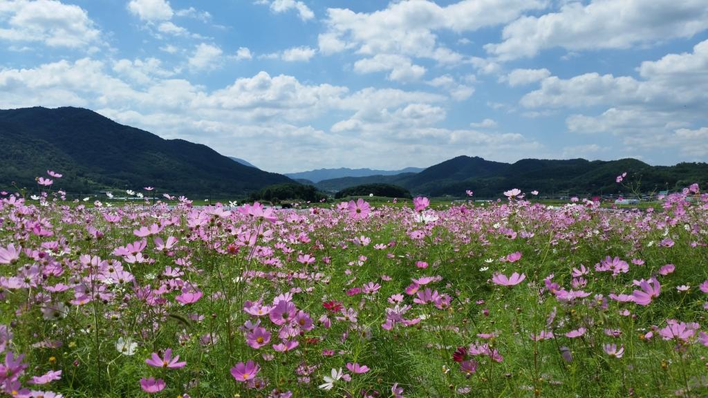 청덕면, “수변생태공원 주변 코스모스 만발”