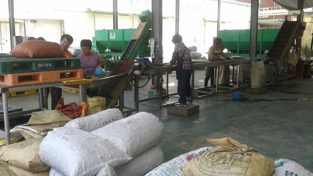 가회면, 가을햇살을 머금은 햇밤 수매